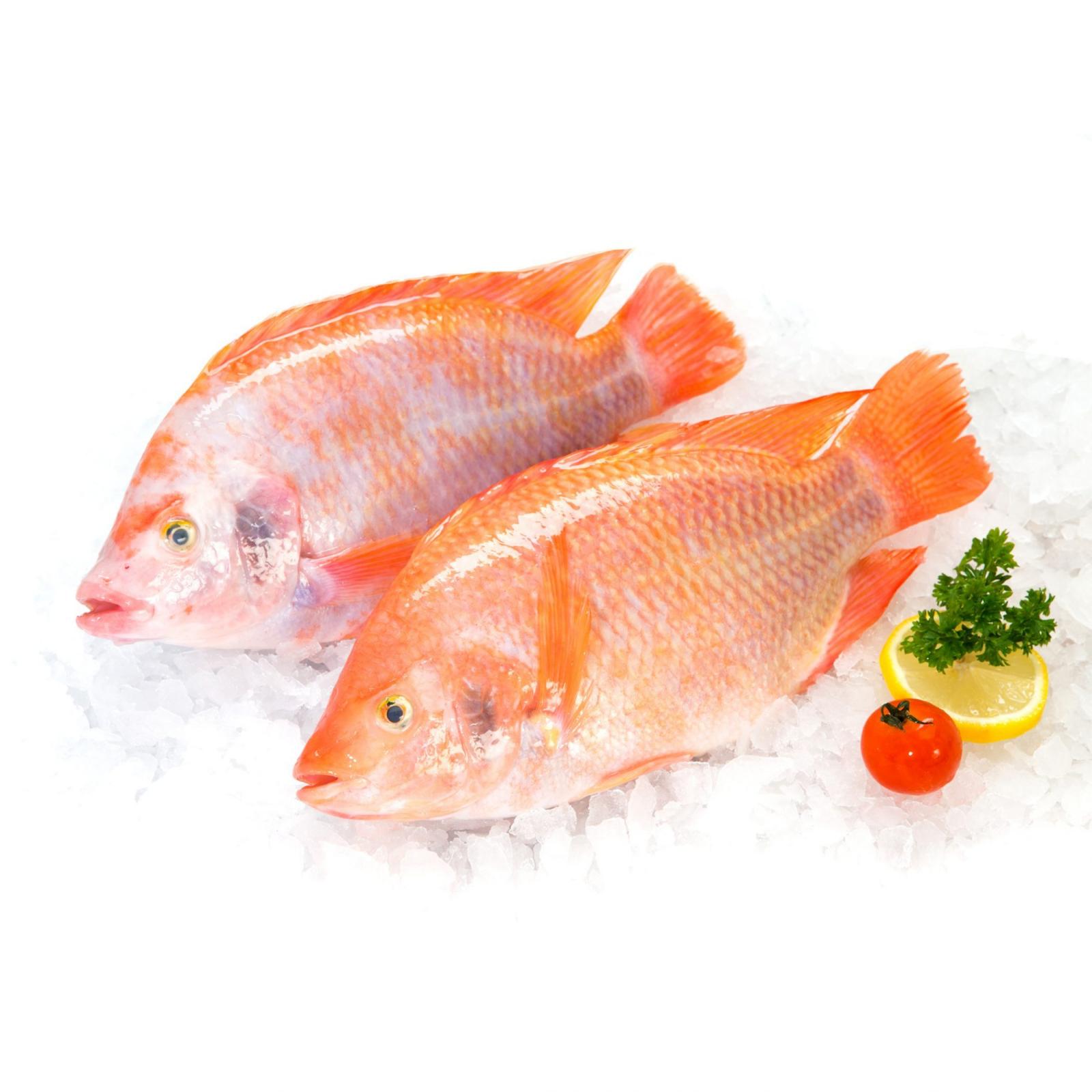 TILAPIA ROJA 1 UNIDADES